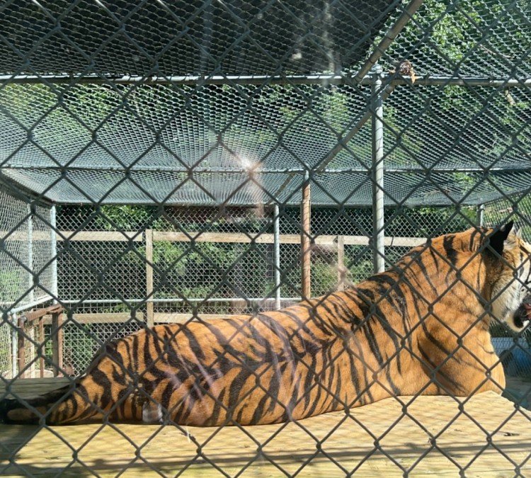 Little Ponderosa Zoo and Rescue (Clinton,&nbspTN)